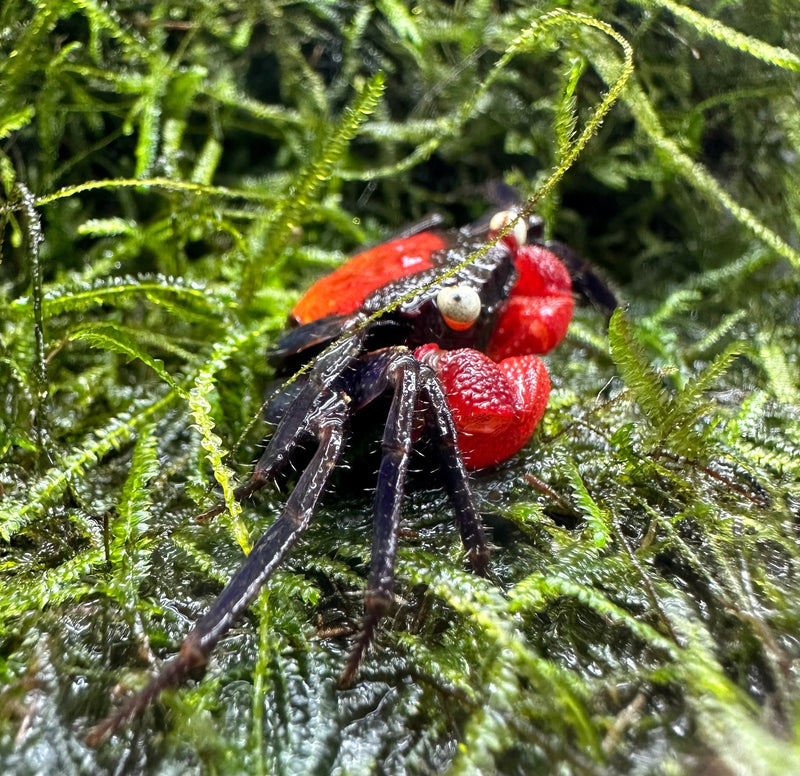 Red Devil Vampire Crab (Geosesarma Hagen) - AquaticMotiv