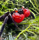 A vibrant red devil vampire crab geosesarma hagen with glossy black claws and white tipped eyes on green moss