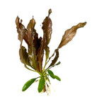 3 Red Echinodorus Sword Species Pack - [AquaticMotiv]