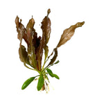 Red Echinodorus Sword bundle: burgundy-green glossy leaves with veining