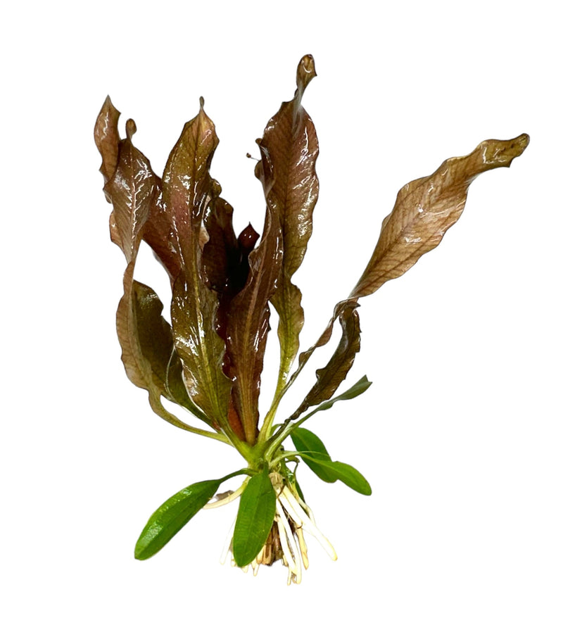 3 Red Echinodorus Sword Species Pack - [AquaticMotiv]