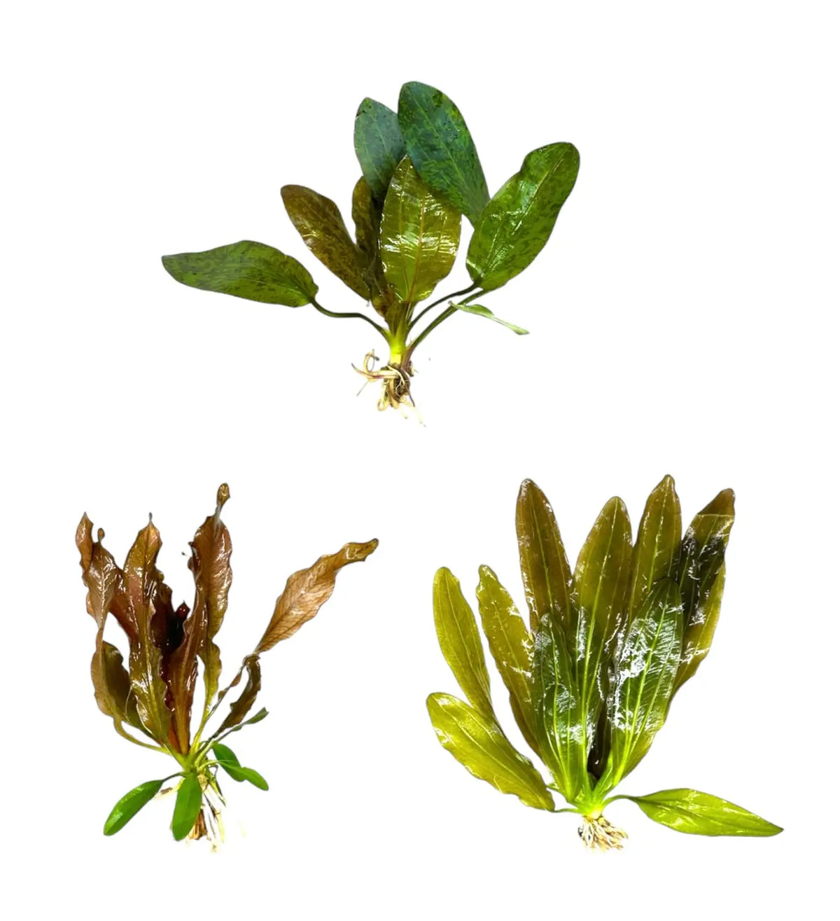 Red Echinodorus Sword Bundle 3 Plants for Color | Aquatic Motiv