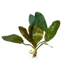 Red Echinodorus Sword bundle: 3 lush green aquatic plants with glossy leaves