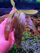 3 Red Echinodorus Sword Species Pack - [AquaticMotiv]