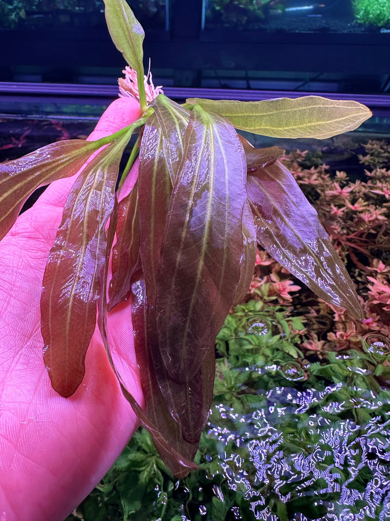 3 Red Echinodorus Sword Species Pack - [AquaticMotiv]