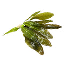 Red Echinodorus Sword bundle: 3 vibrant green aquatic plants with glossy elongated leaves