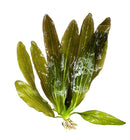 3 Red Echinodorus Sword Species Pack - [AquaticMotiv]