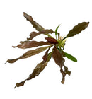 3 Red Echinodorus Sword Species Pack - [AquaticMotiv]