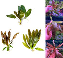 Red Echinodorus sword bundle: 3 green plants with broad glossy leaves and roots