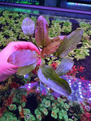 3 Red Echinodorus Sword Species Pack - [AquaticMotiv]