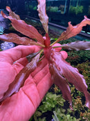 Red Echinodorus Sword bundle: 3 vibrant red aquatic plants with glossy elongated leaves