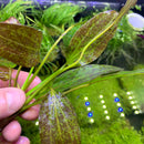 Red Flame Sword (Echinodorus Sp.) - AquaticMotiv