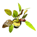 Red Flame Sword (Echinodorus Sp.) - AquaticMotiv