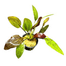 Red Flame Sword Echinodorus plant in clear vase with yellow leaves