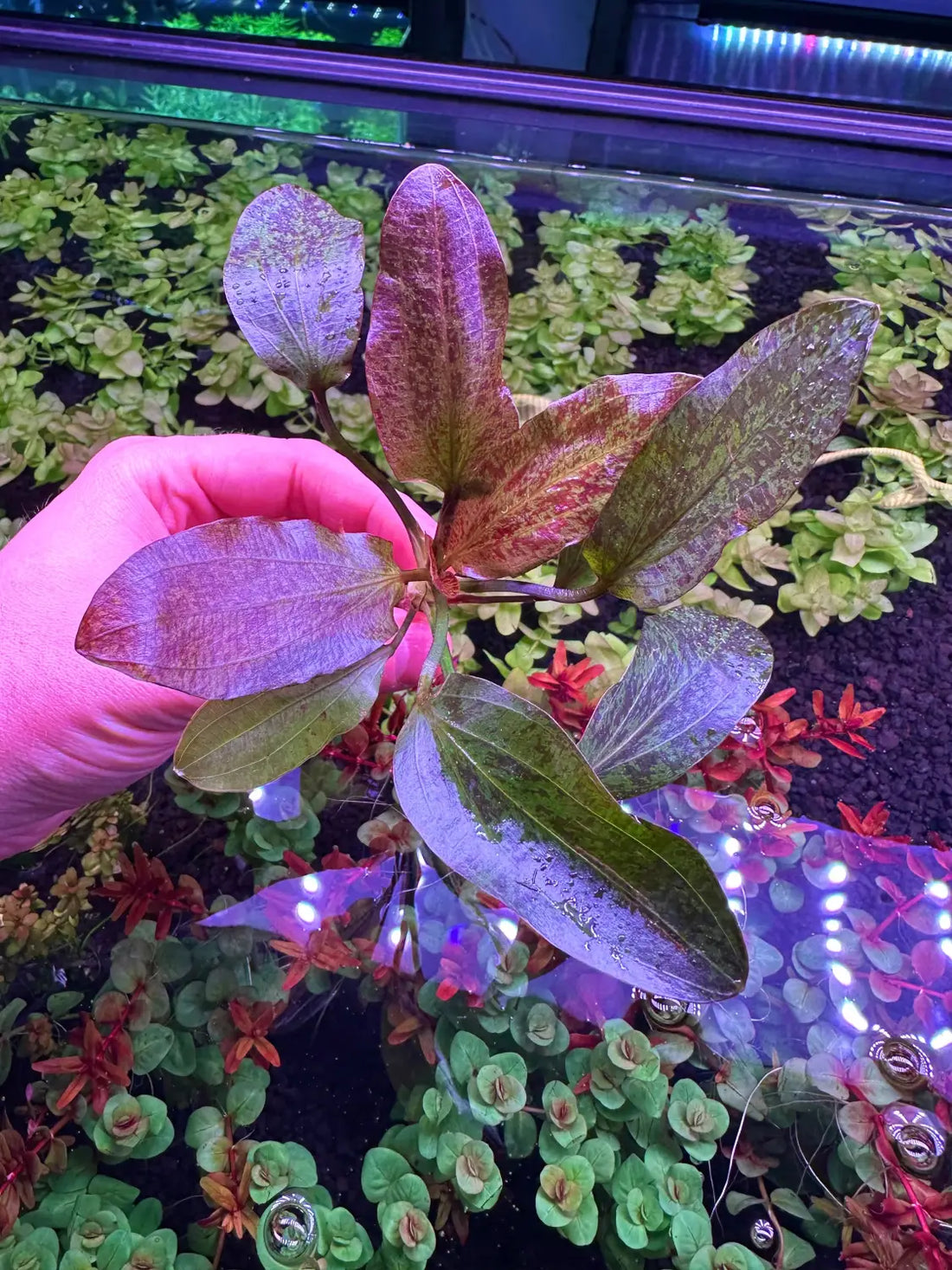 Red Flame Sword Echinodorus Easy Midground Plant