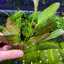 Red Flame Sword (Echinodorus Sp.) - AquaticMotiv