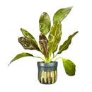 Black and gold striped ceramic pot with Red Flame Sword plant