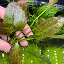 Red Flame Sword (Echinodorus Sp.) - AquaticMotiv