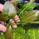 Green Anubias Barteri with broad leaves and purple spots in aquarium