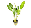 Red Ozelot Sword: green aquatic plant in black pot with yellow stems and white-spotted leaves