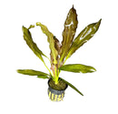 Red Ozelot Sword green aquatic plant in black and yellow striped pot