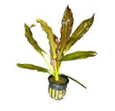 Red Ozelot Sword green aquatic plant in black pot with white speckles