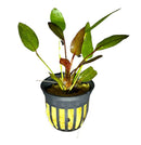 Black and yellow striped pot with Red Ozelot Sword aquatic plant