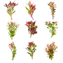 Red Plant Pack: 6 red and green aquatic plants with clear plastic stems for aquariums