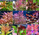 6 Red Plant Pack - AquaticMotiv