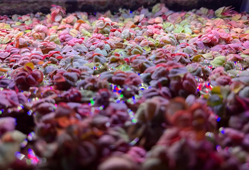 succulent red roots Red Root Floaters Phyllanthus fluitans for Planted Tanks