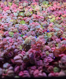 Pastel rainbow leaf-shaped Red Root Floaters in water confetti set