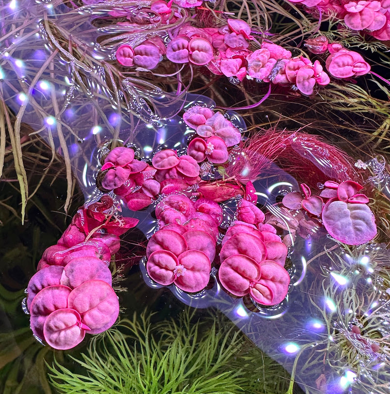 Red Root Floaters (Phyllanthus Fluitans) - AquaticMotiv