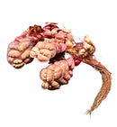 Dried pink ginseng root bundle with earthy tones and natural texture