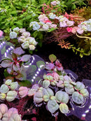 Red Root Floaters (Phyllanthus Fluitans) - [AquaticMotiv]