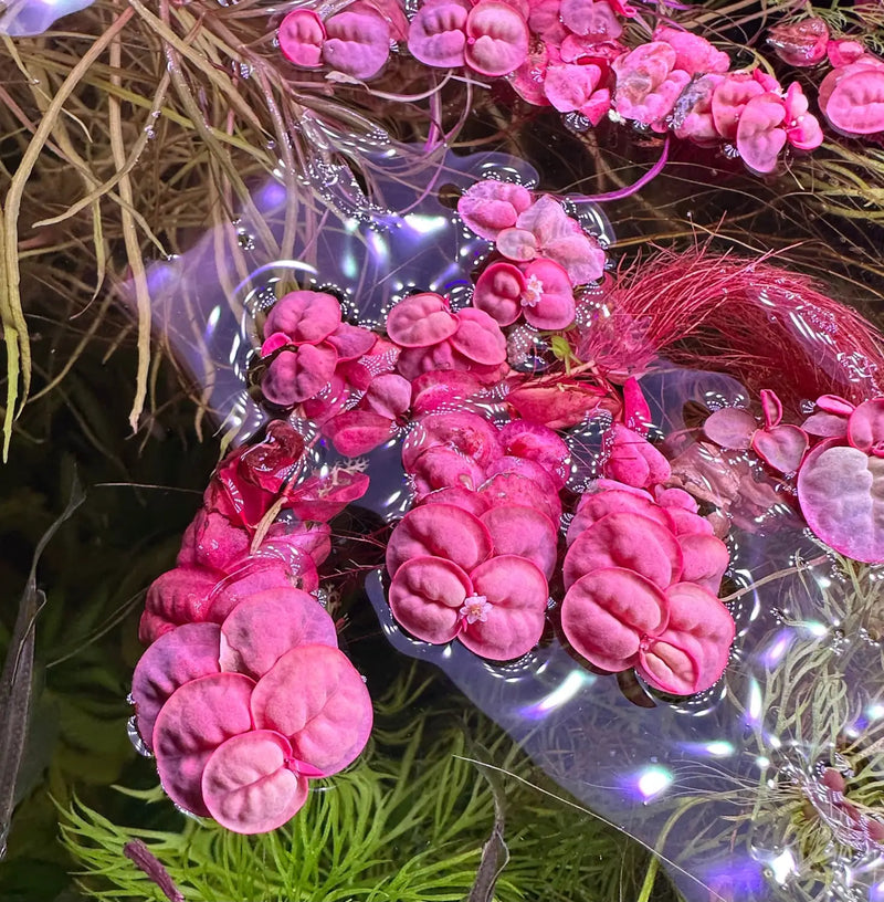 Red Root Floaters Phyllanthus fluitans for Planted Tanks | Aquatic Motiv