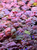 Red Root Floaters (Phyllanthus Fluitans) - [AquaticMotiv]
