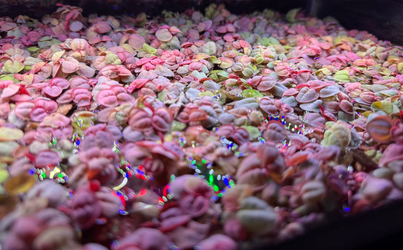 Red Root Floaters (Phyllanthus Fluitans) - [AquaticMotiv]