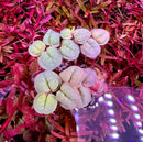 White heart-shaped pebble plant with red root floaters in blue LED aquarium