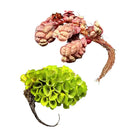 Two dried seed pods of red root floaters and salvinia cucullata with pinkish brown and green cup-like structures