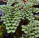 Floating green duckweed with rounded glossy leaves in a red root floaters and salvinia cucullata aquarium plant pack