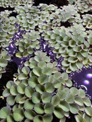 A dense patch of floating green duckweed leaves with glossy surfaces and subtle purple reflections in aquarium plant pack