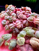 A cluster of vibrant pink and green heart-shaped red root floaters and salvinia cucullata floating aquarium plants
