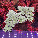 A cluster of light green red root floaters and salvinia cucullata floating aquarium plants with translucent leaves