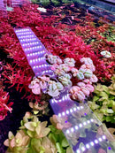 A translucent purple led light strip with white bulbs floating among red root floaters and salvinia cucullata plants