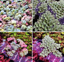 Red root floaters and salvinia cucullata floating aquarium plants with round glossy leaves in green and pink shades