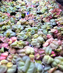 A dense patch of red root floaters and salvinia cucullata floating aquarium plants with glossy green and pinkish-red leaves