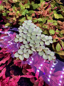 A cluster of light green red root floaters and salvinia cucullata floating aquarium plants resting on water surface