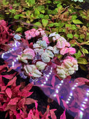 Pink and green red root floaters and salvinia cucullata aquatic plants with rounded glossy leaves floating on water surface