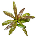 Red Rubin Sword Echinodorus Horemanii plant in pot