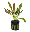 Red Rubin Sword Echinodorus plant in black slitted pot